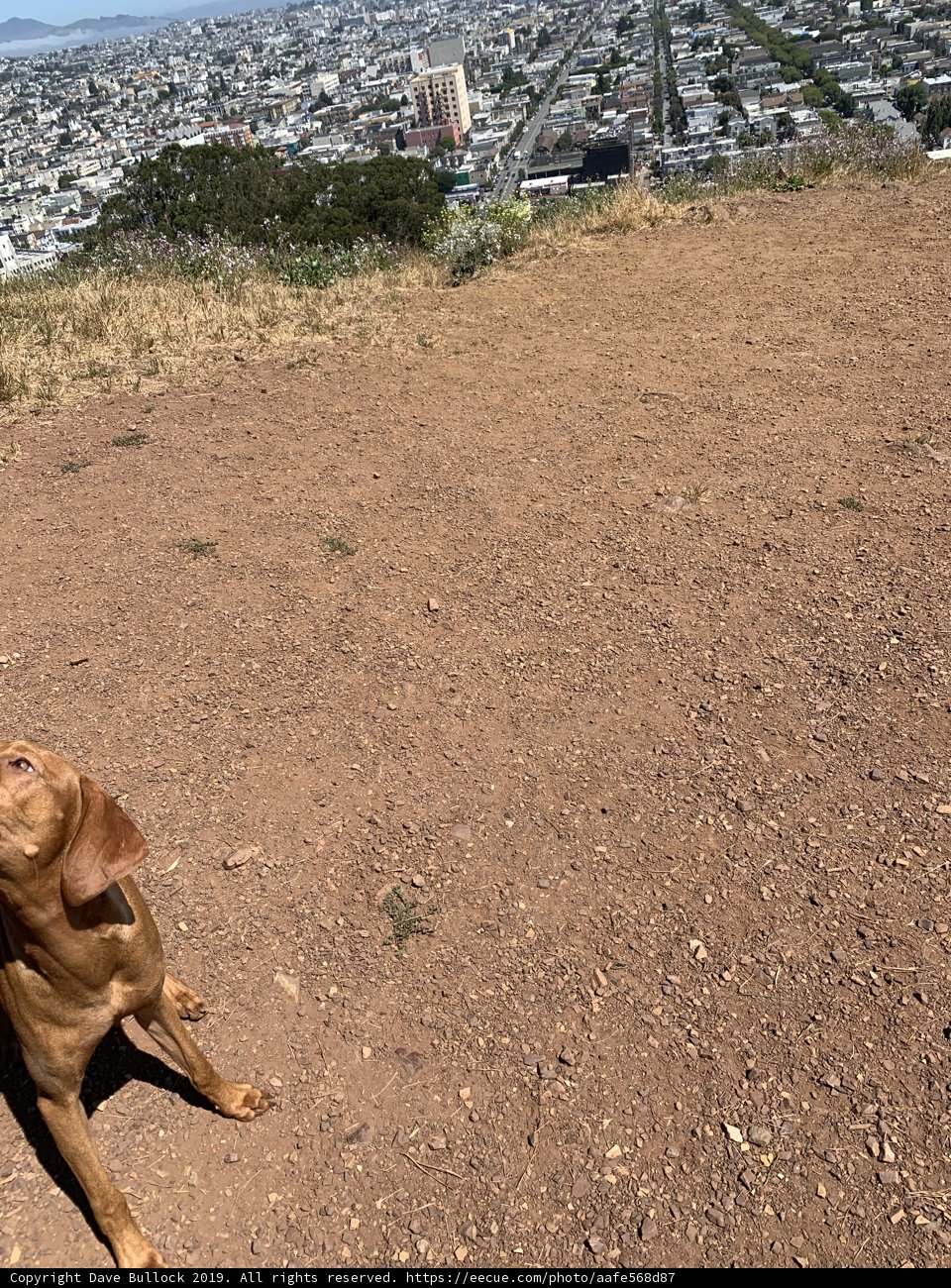 Sturdy Ridgeback enjoying the California sun