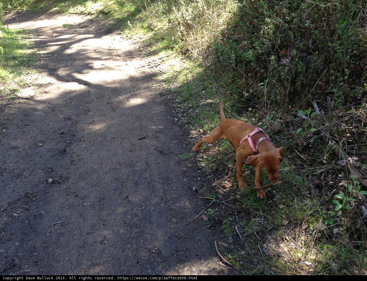 A Canine's Nature Walk