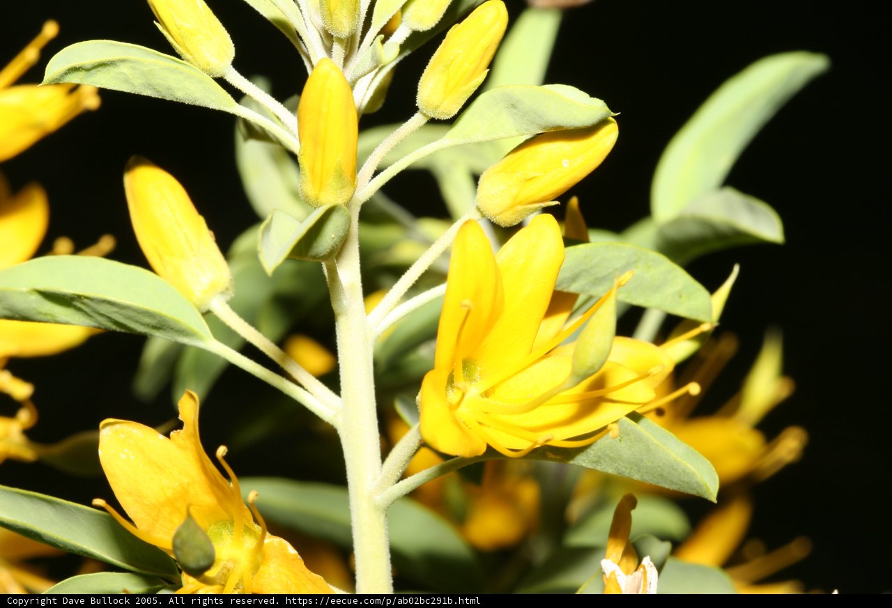 Sunny Bloom