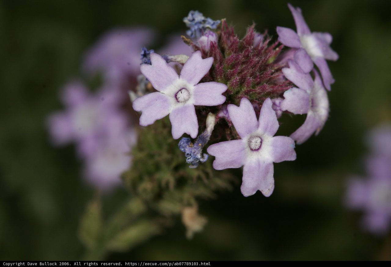 Vibrant Purple Blooms