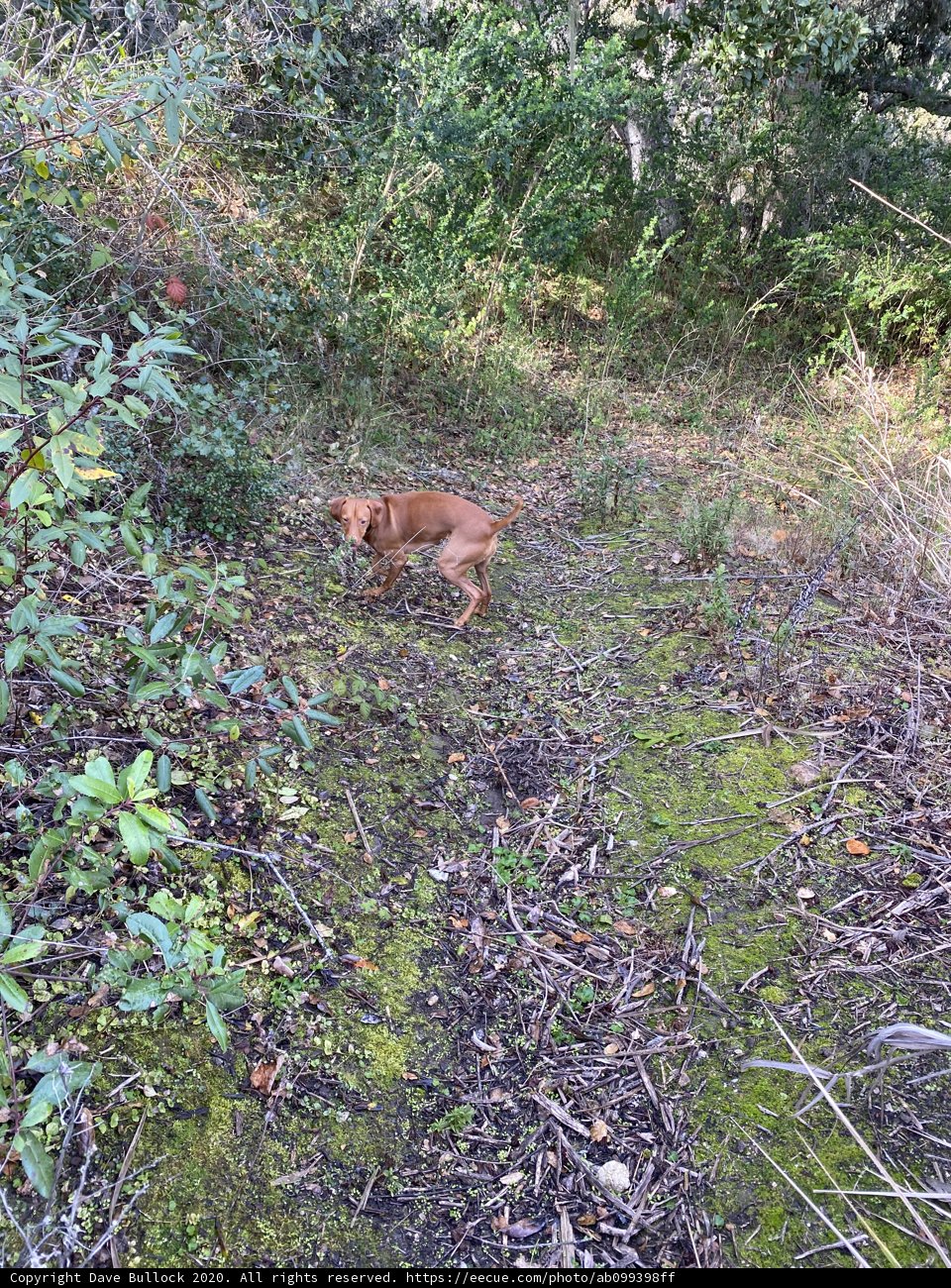 Peaceful Pup in the Woods