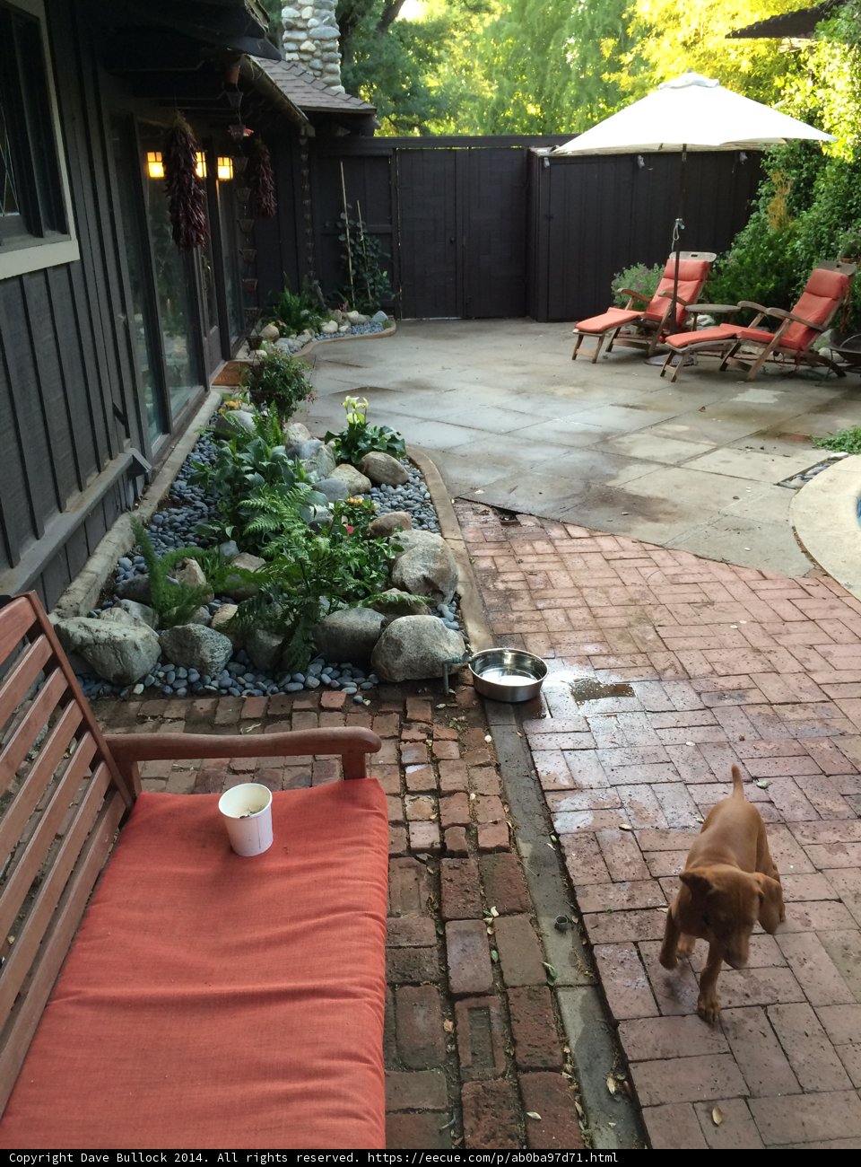 Patio Pooch