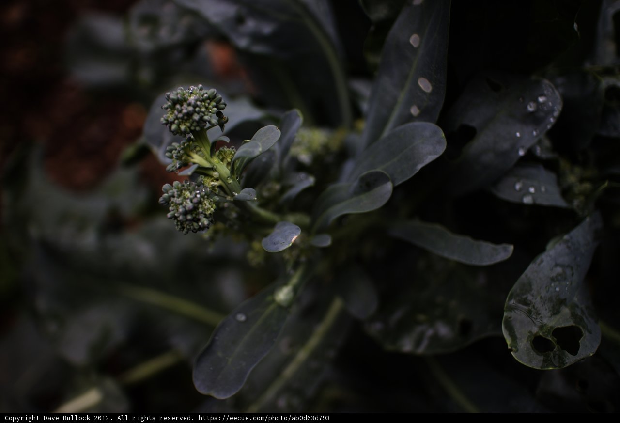 Refreshing Broccoli Plant