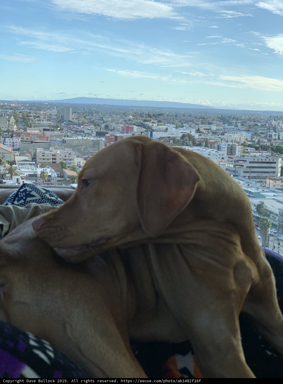 City Pup