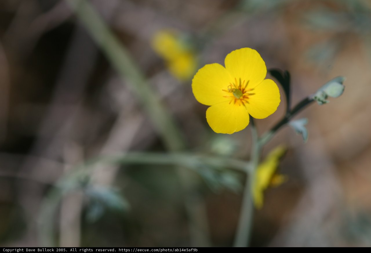 Lone Beauty