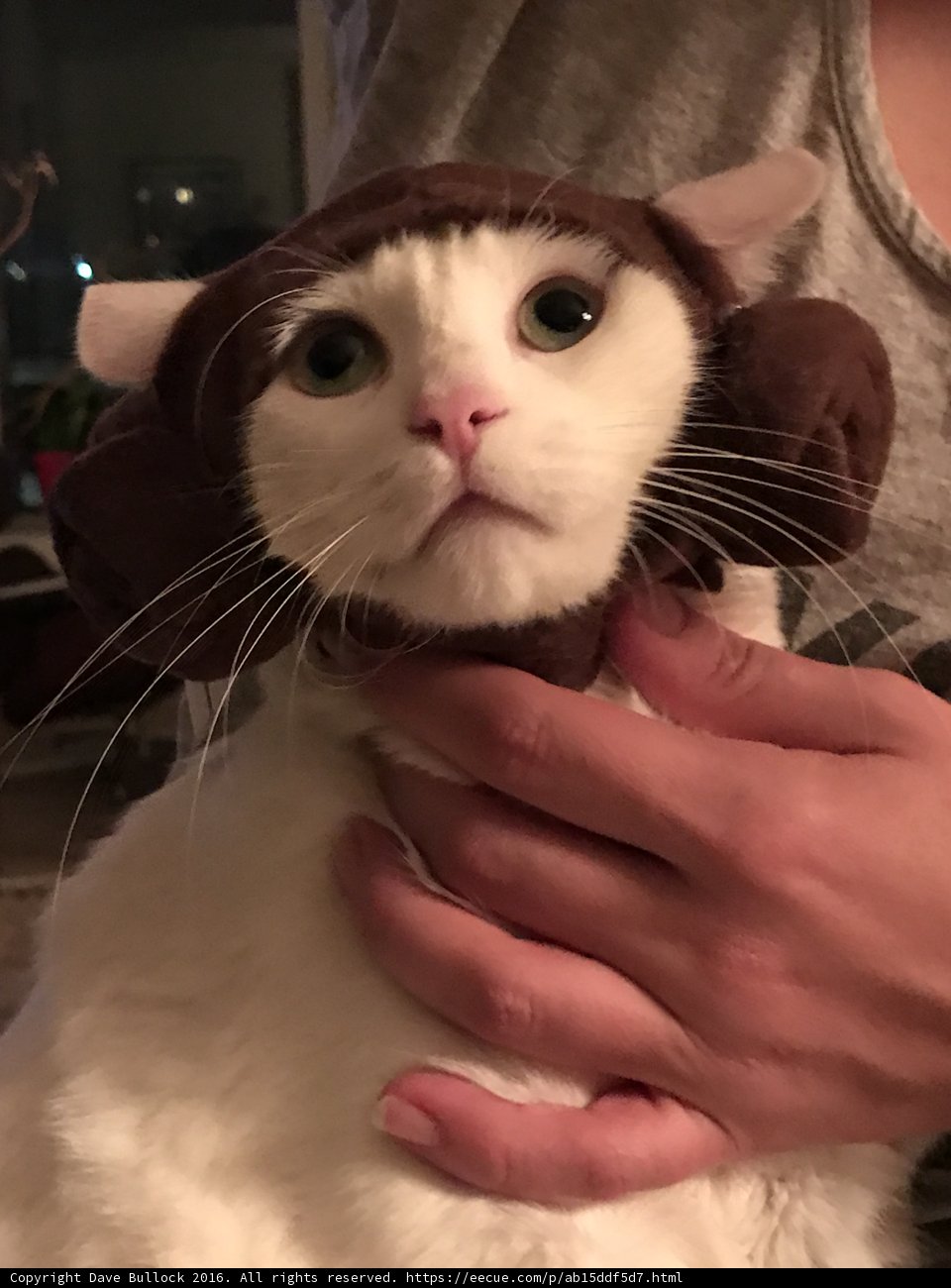 Star Wars Feline
