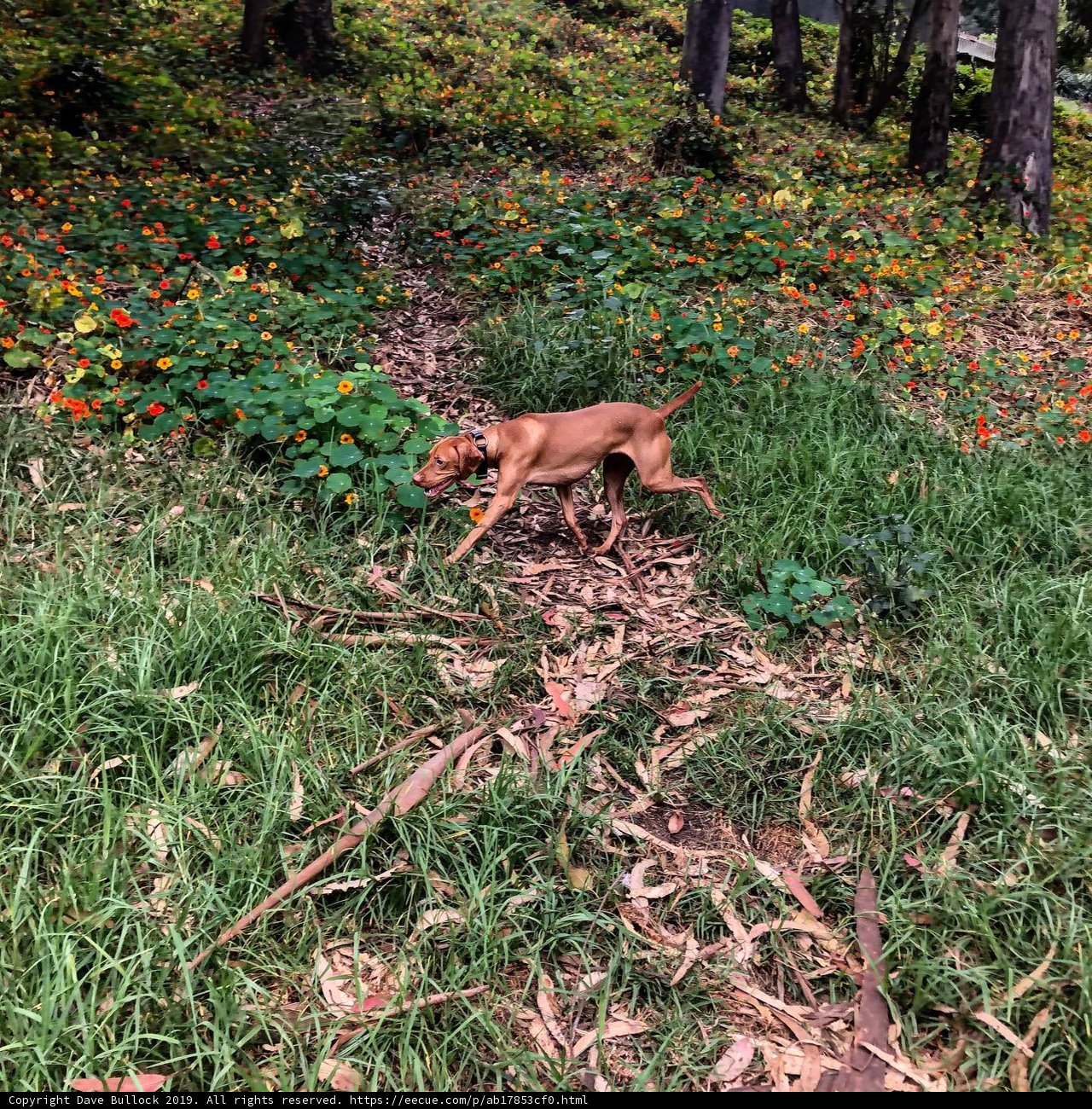 A Pawsome Day in the Wildflowers