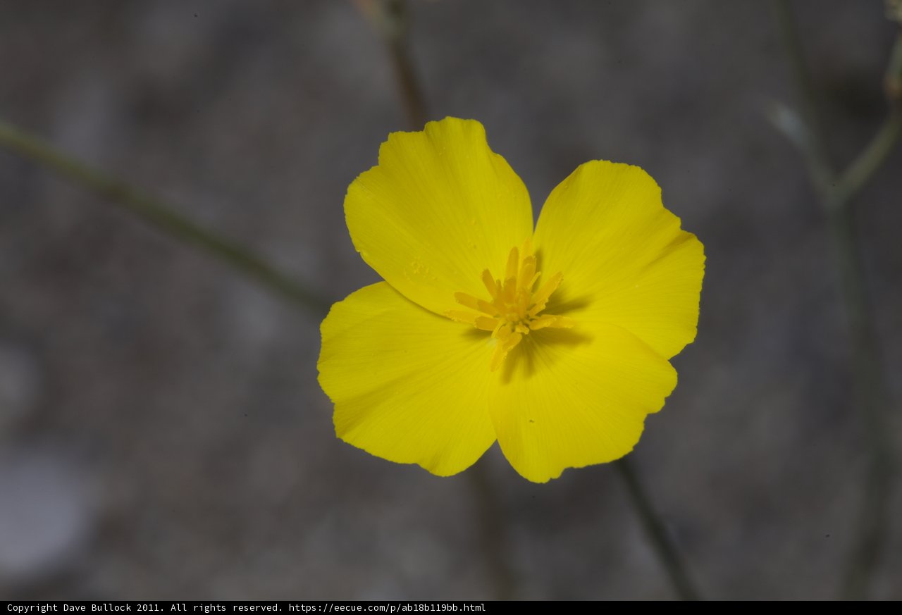 A Burst of Sunshine in Anza