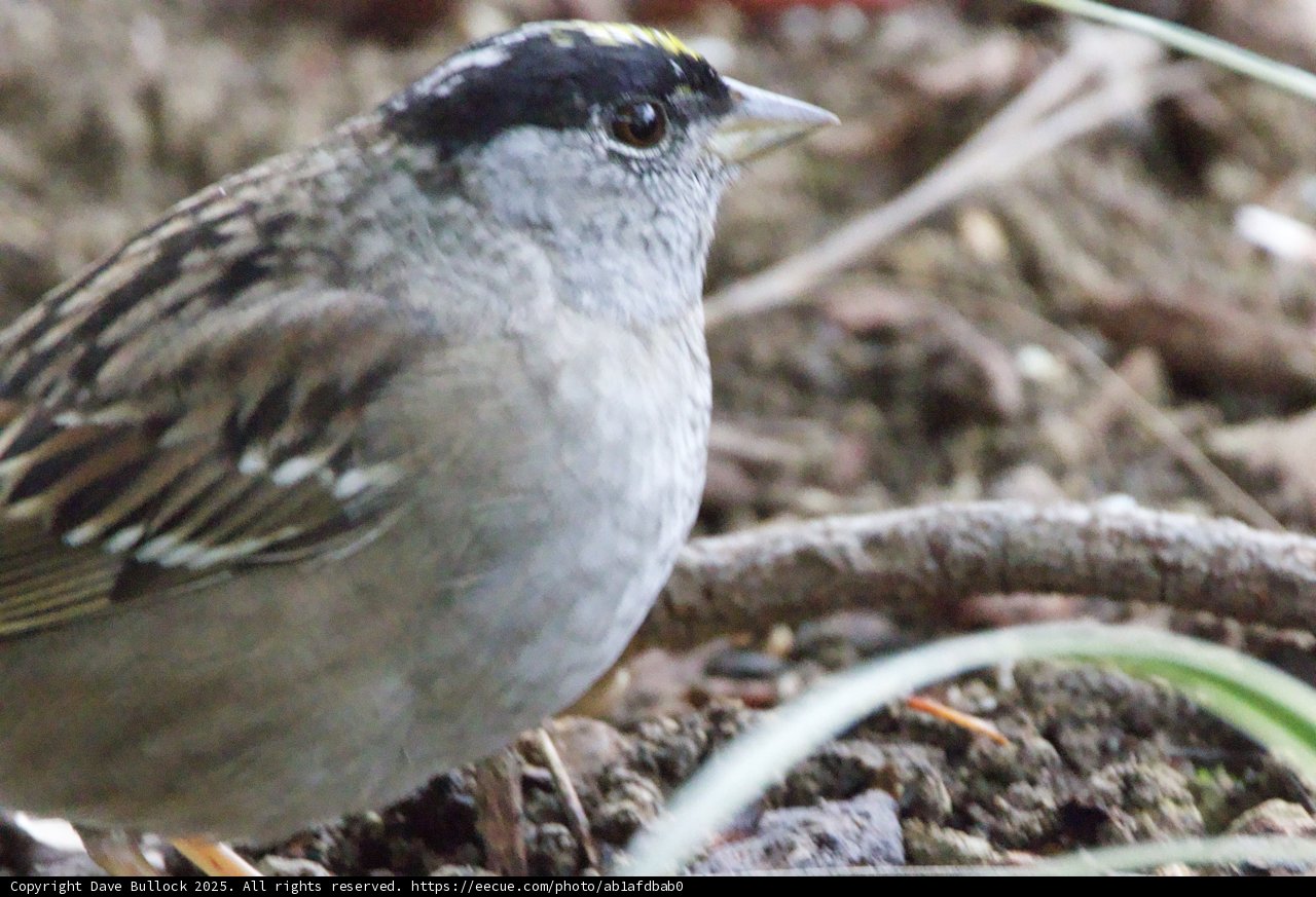 Curious Sparrow