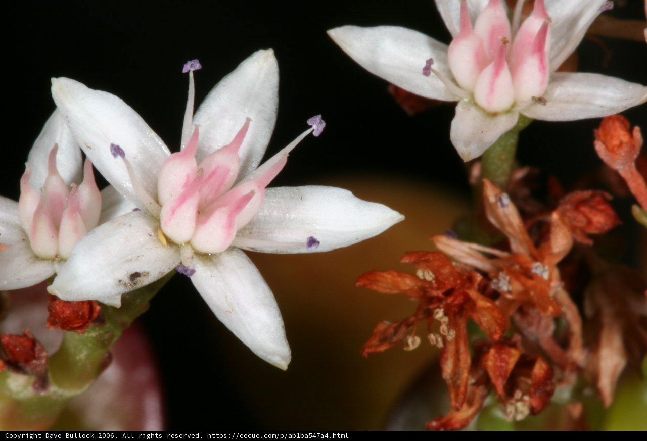 Blossoming Beauty