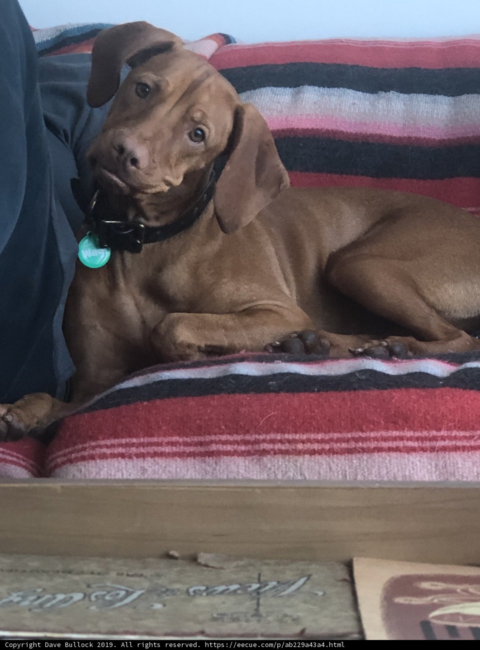 Furry Couch Companion