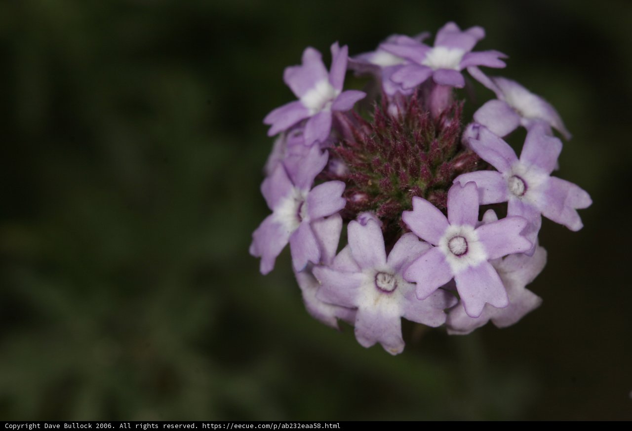 Purple Geranium Flower