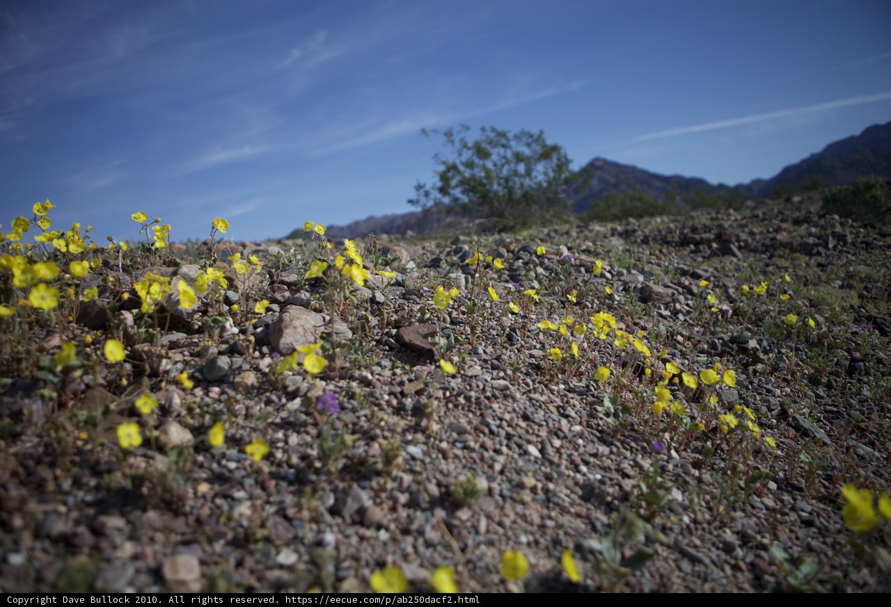 Sunny Blooms in the Barren Landscape