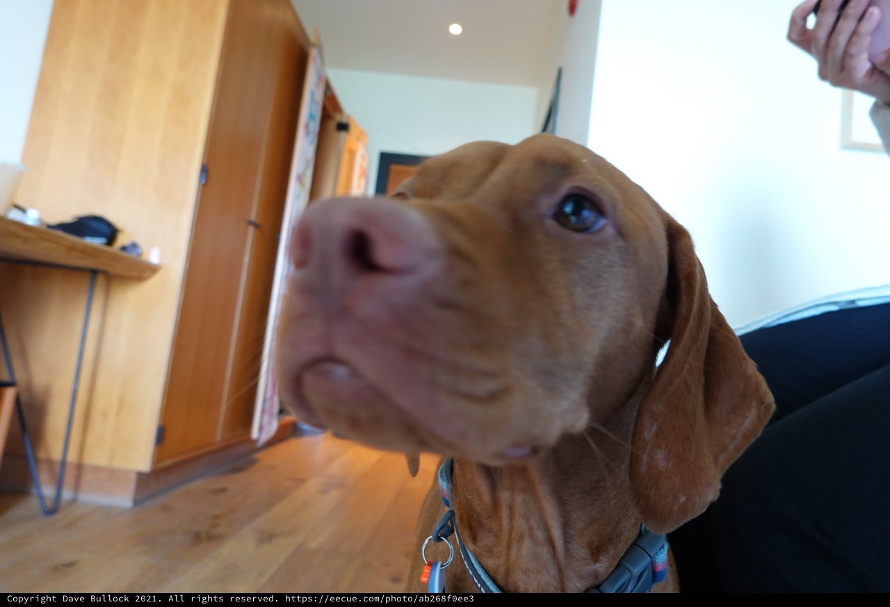 Close-up Portrait of Brown Dog Looking Up