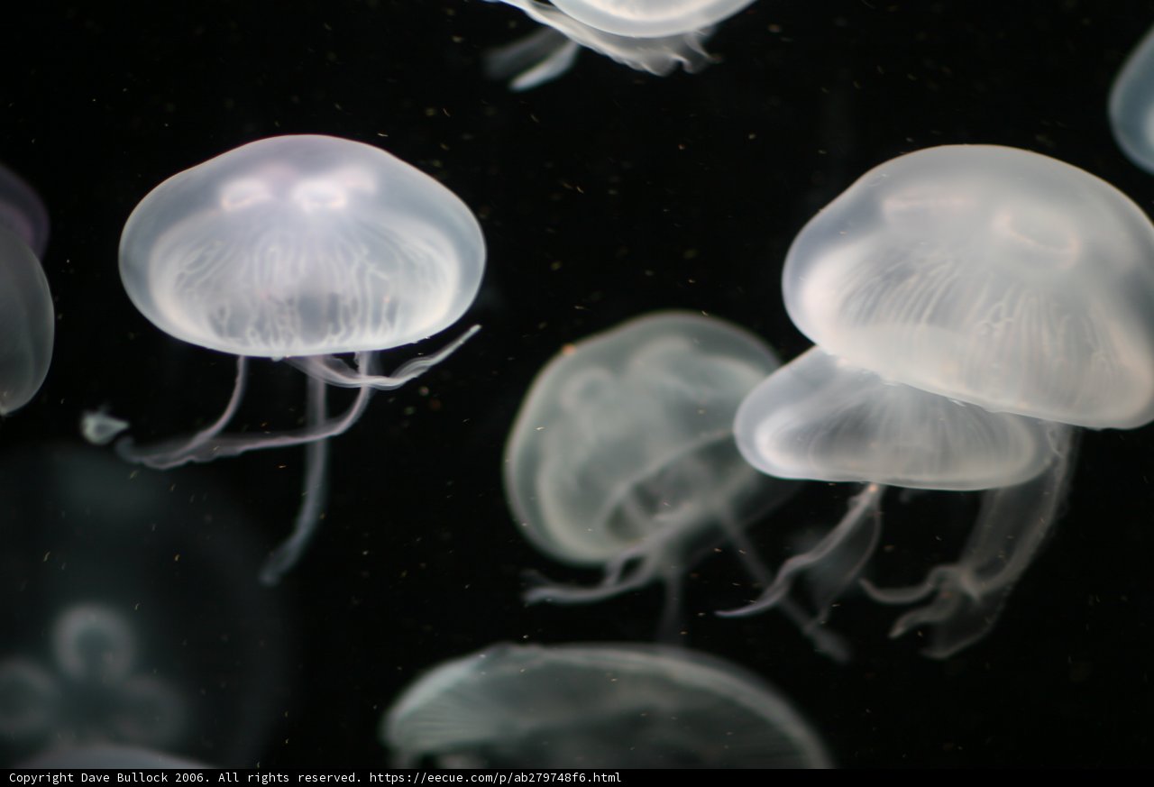 Abundant Jellyfish