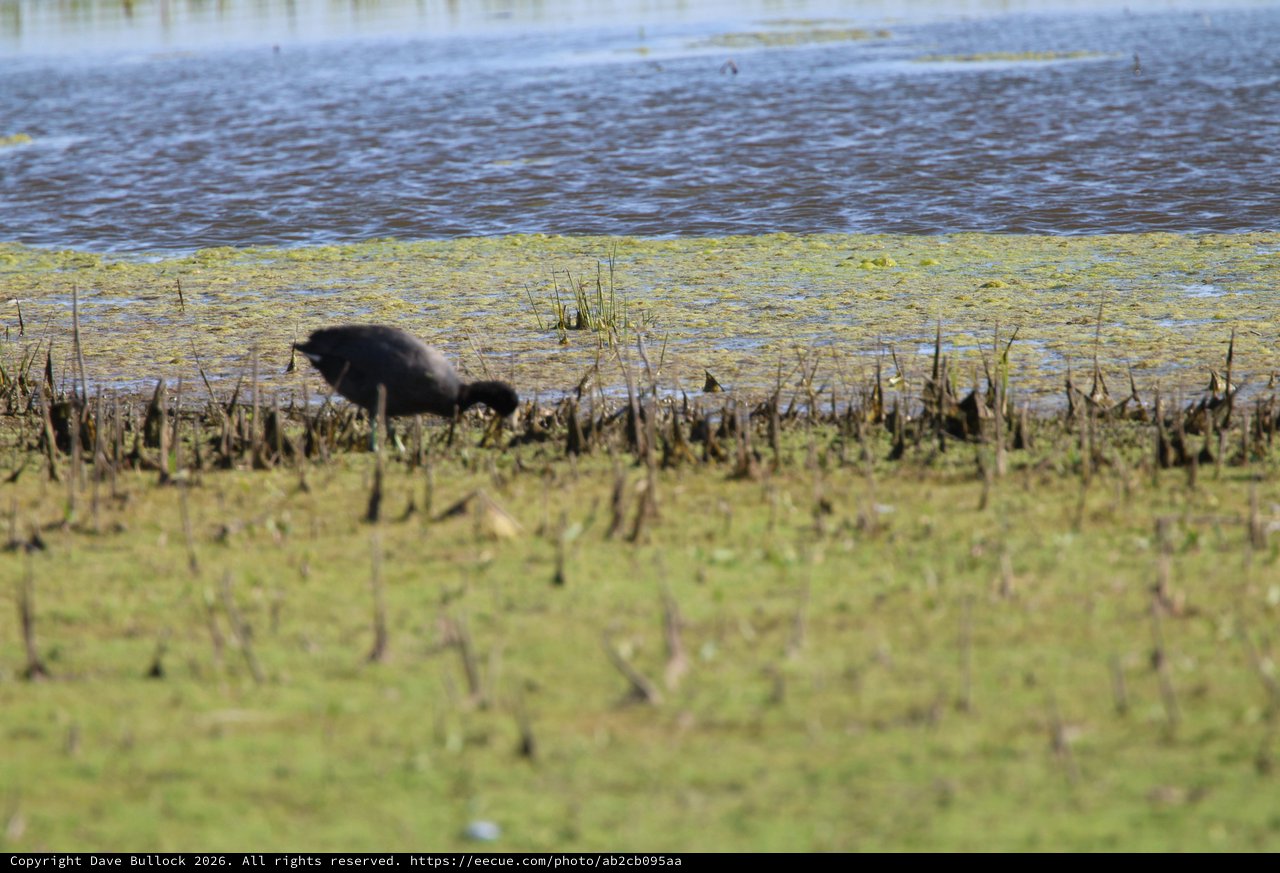 Solitary Crow Foraging in Flooded Wetland Marsh