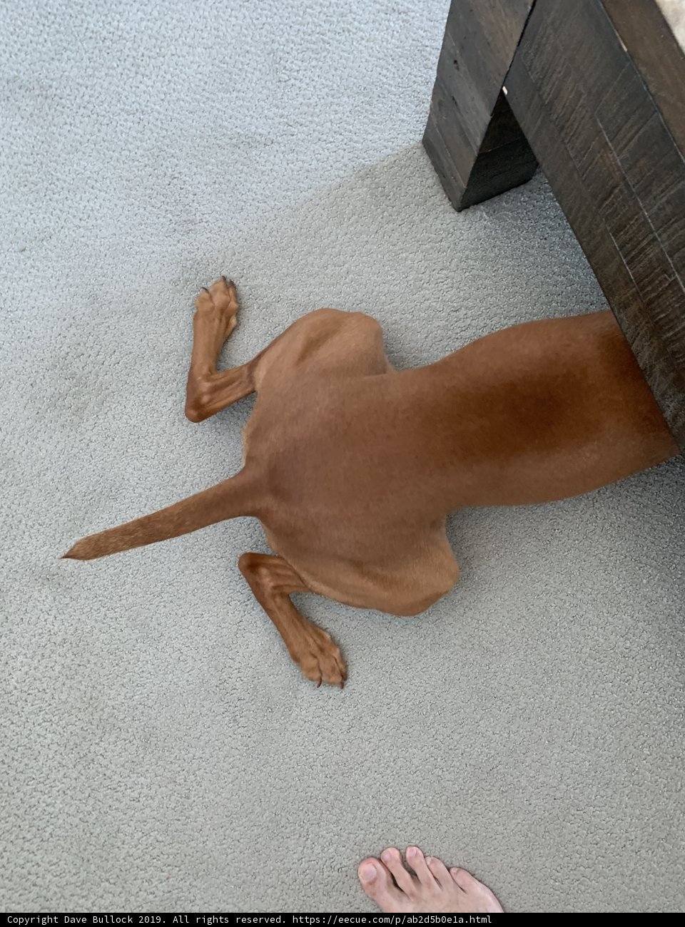 Under the Table Pup