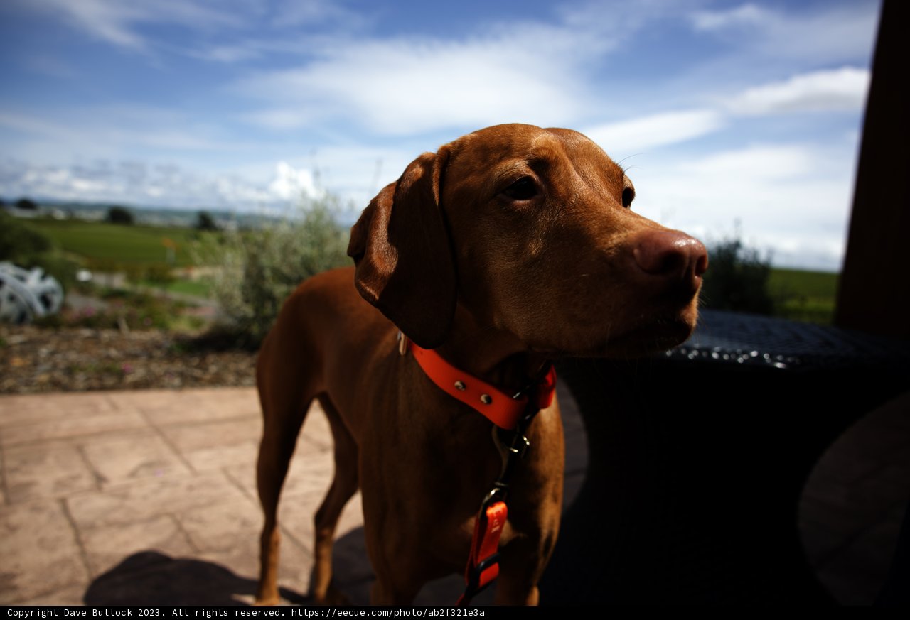 A Canine Companion at Bouchaine Vineyards & Winery