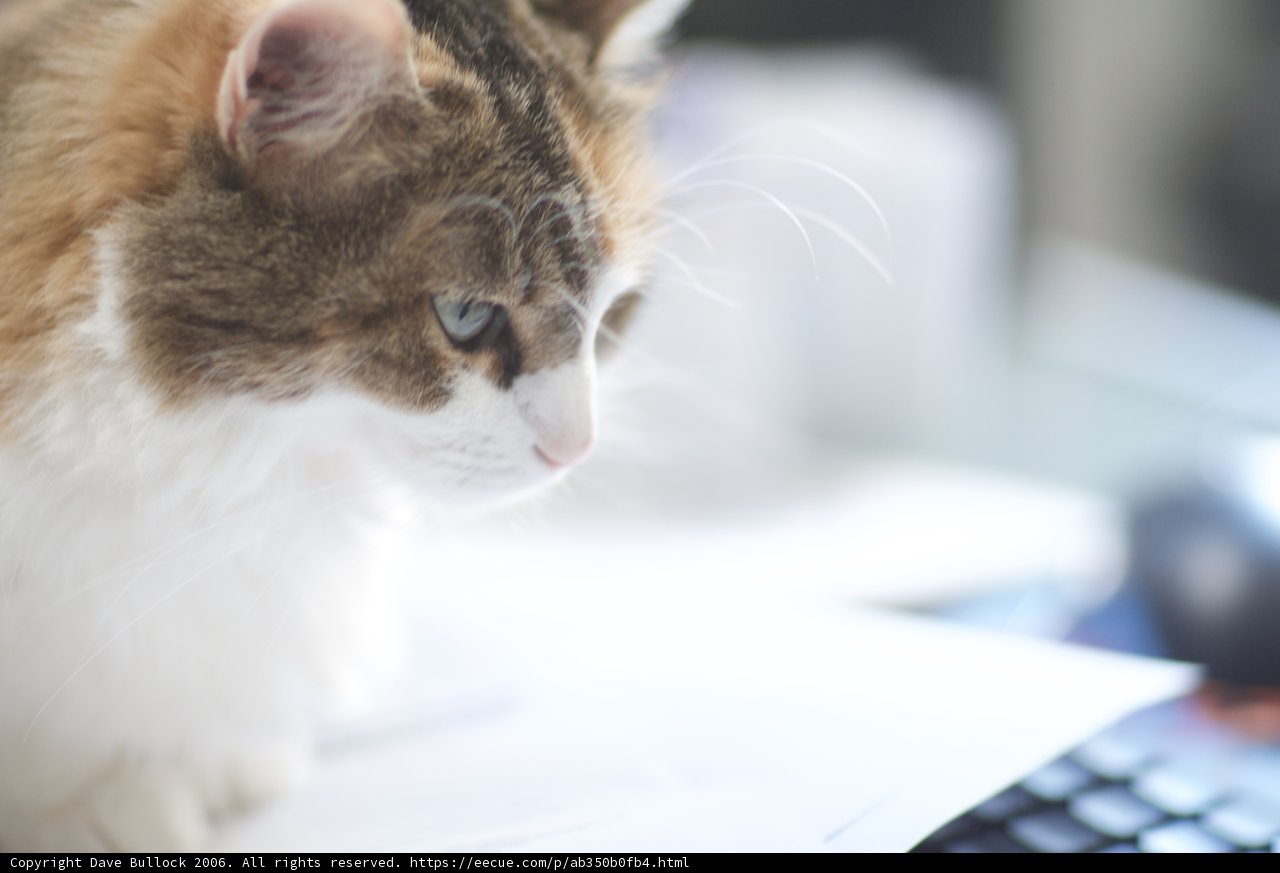 Feline Office Assistant