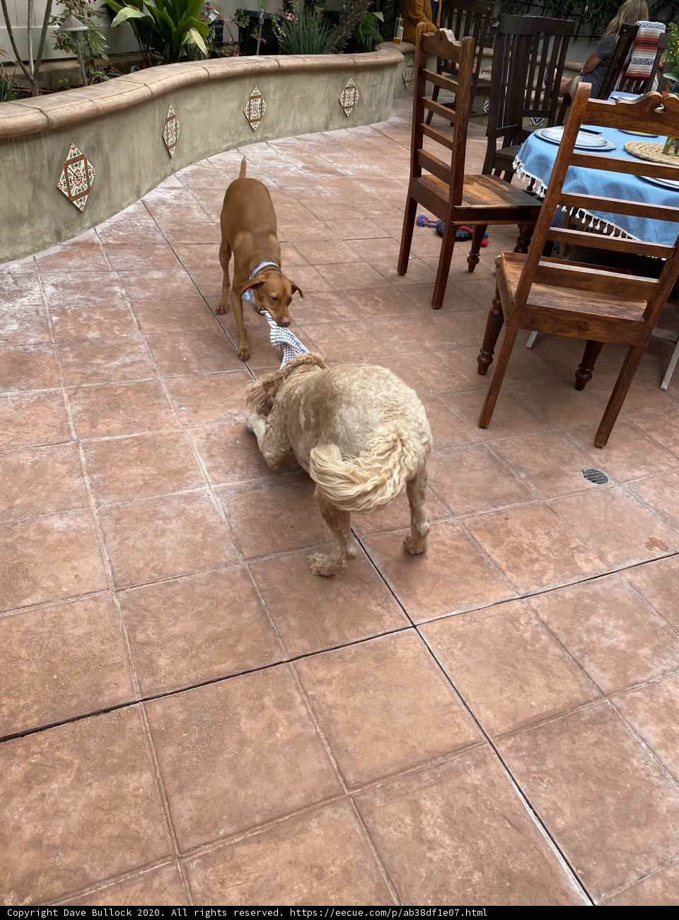 Dog Duo on the Patio