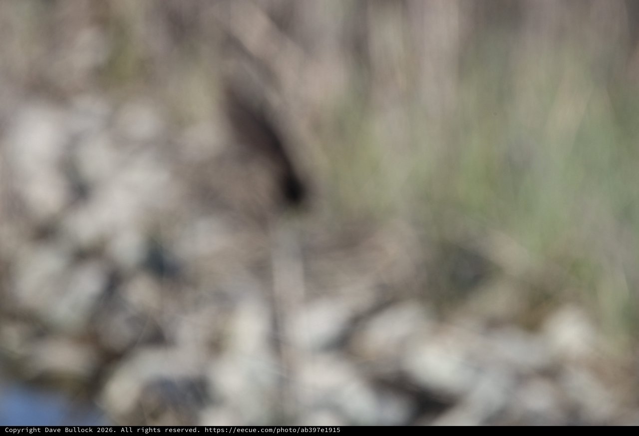 Young Raccoon Foraging in Natural Habitat