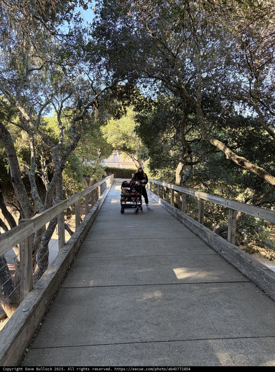 Stroll Through Carmel's Canopy