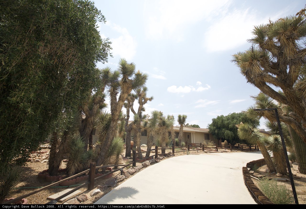 Pathway Through Joshua Trees