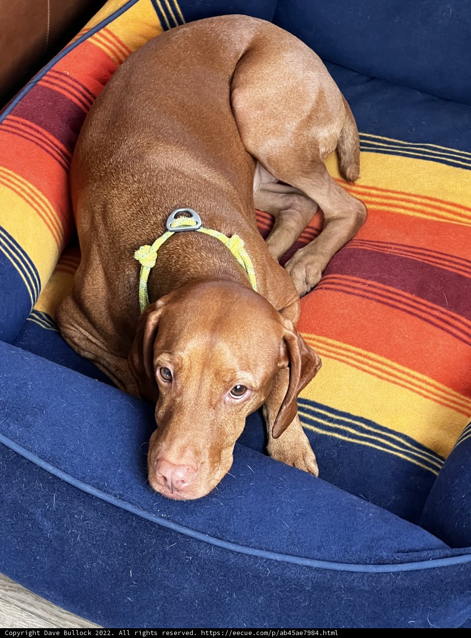 Cozy Canine Napping on Colorful Dog Bed