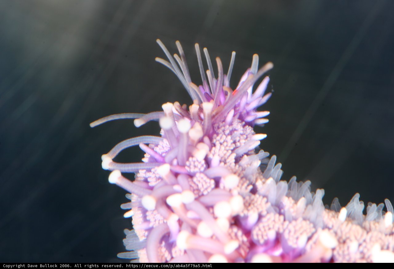 Purple Sea Anemone with White Flowers