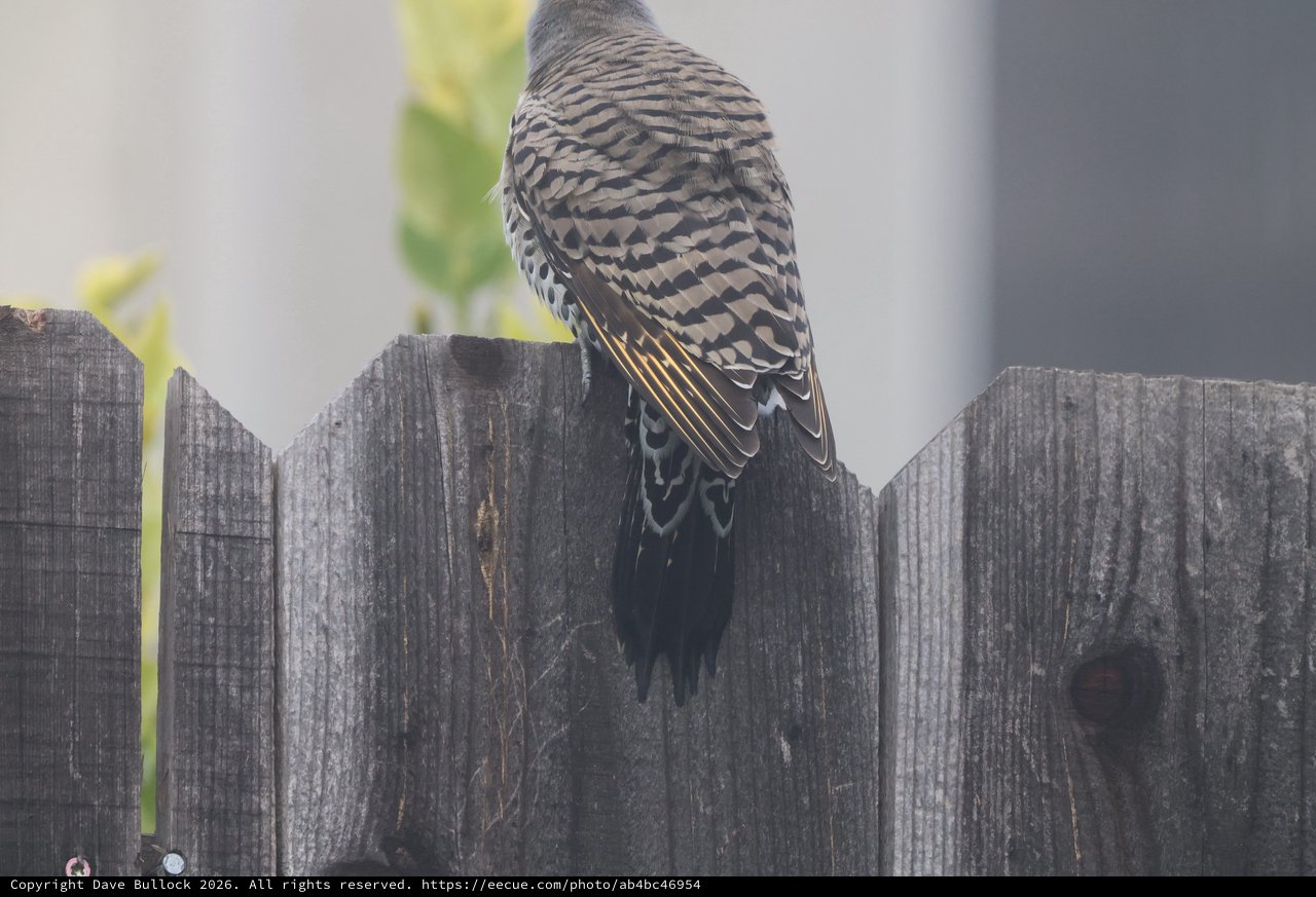 Juvenile Sharpie Perched on Weathered Garden Fence