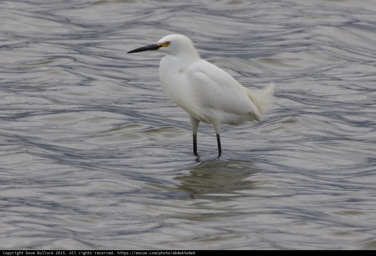 Graceful Presence in San Pablo Bay