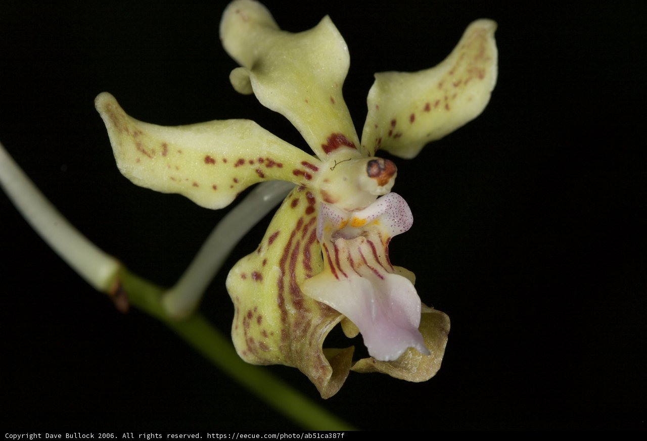 Sunny Orchid with Brown Speckles