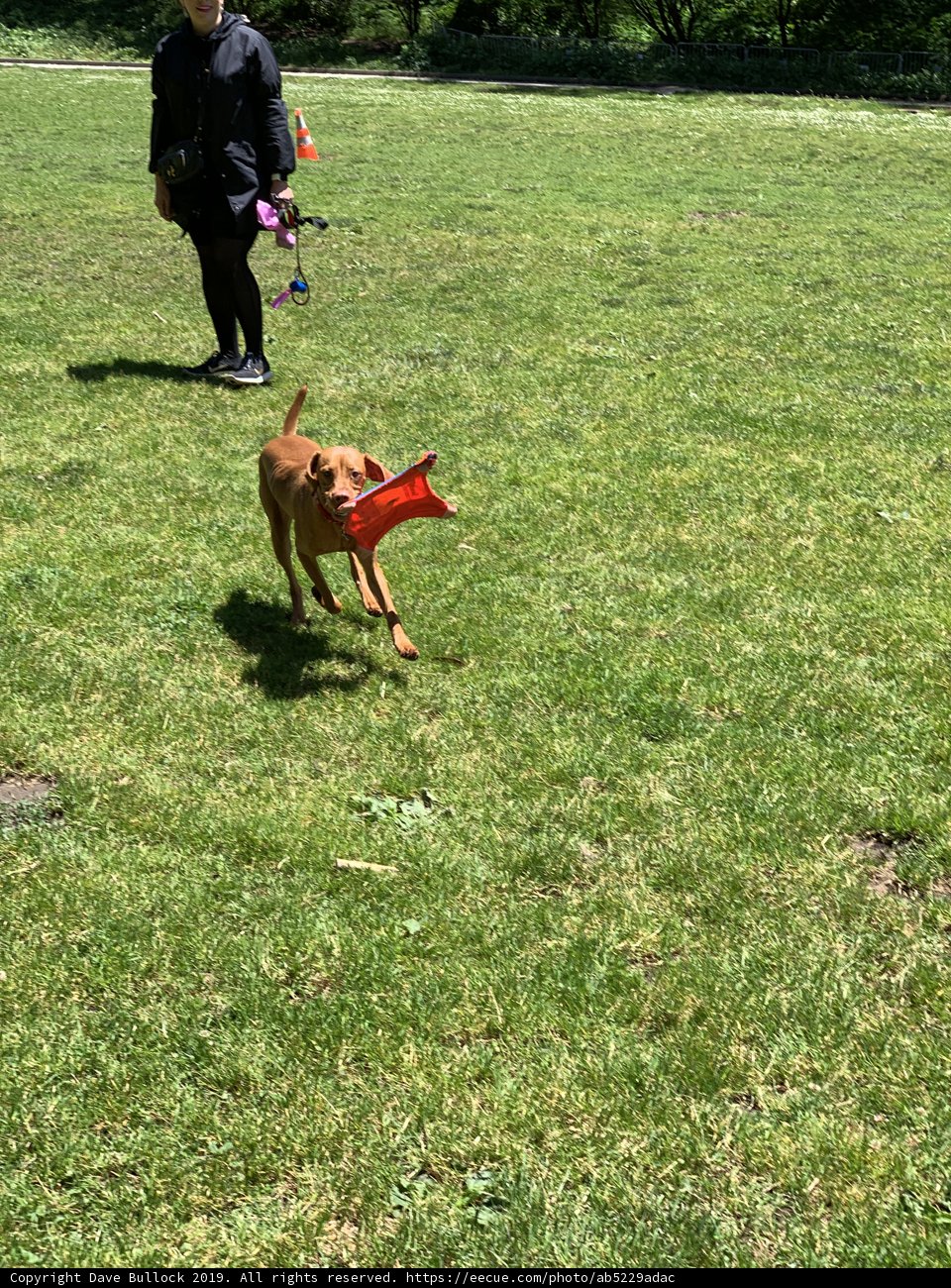Frisbee Fun with Man's Best Friend