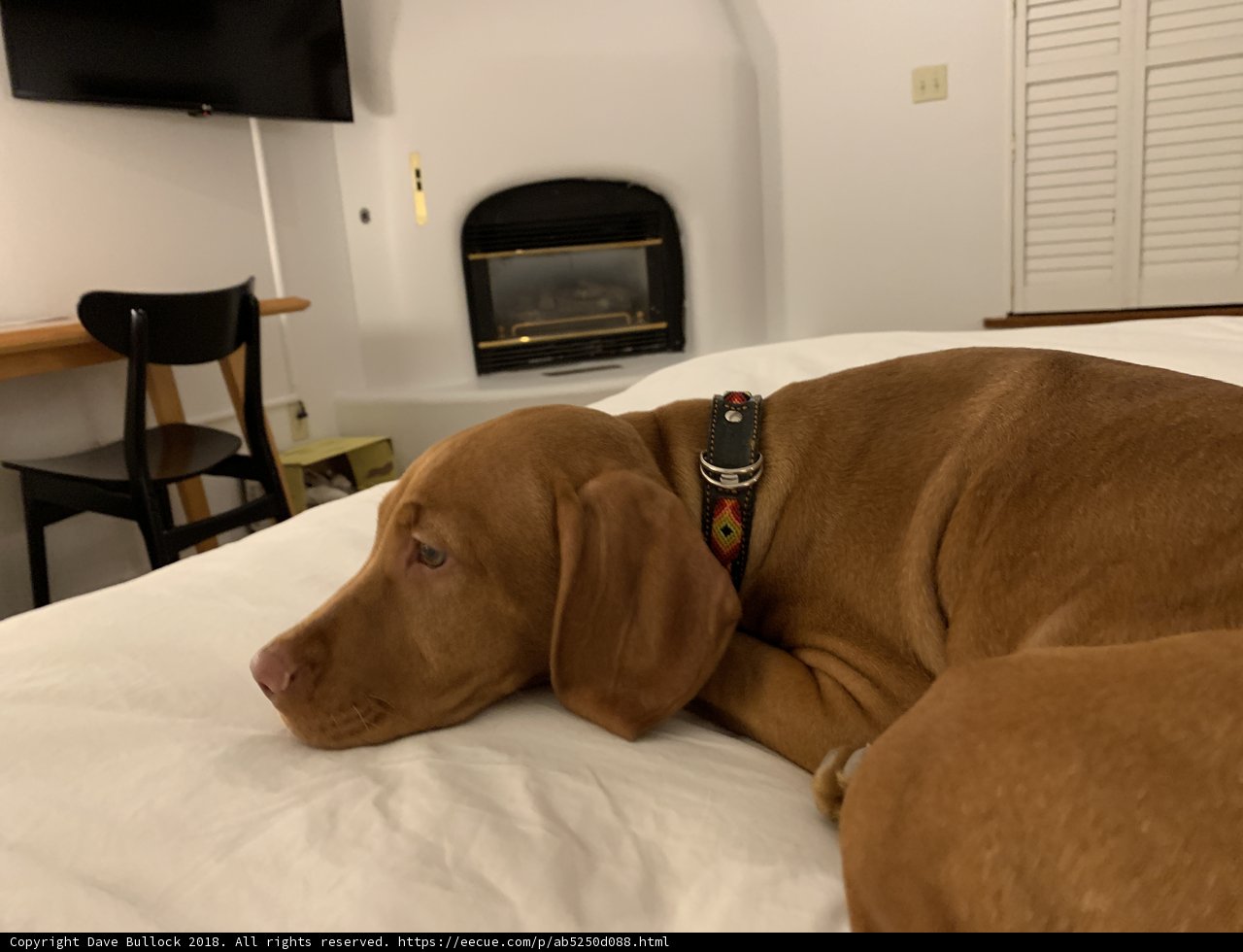 Cozy Canine on the Bed