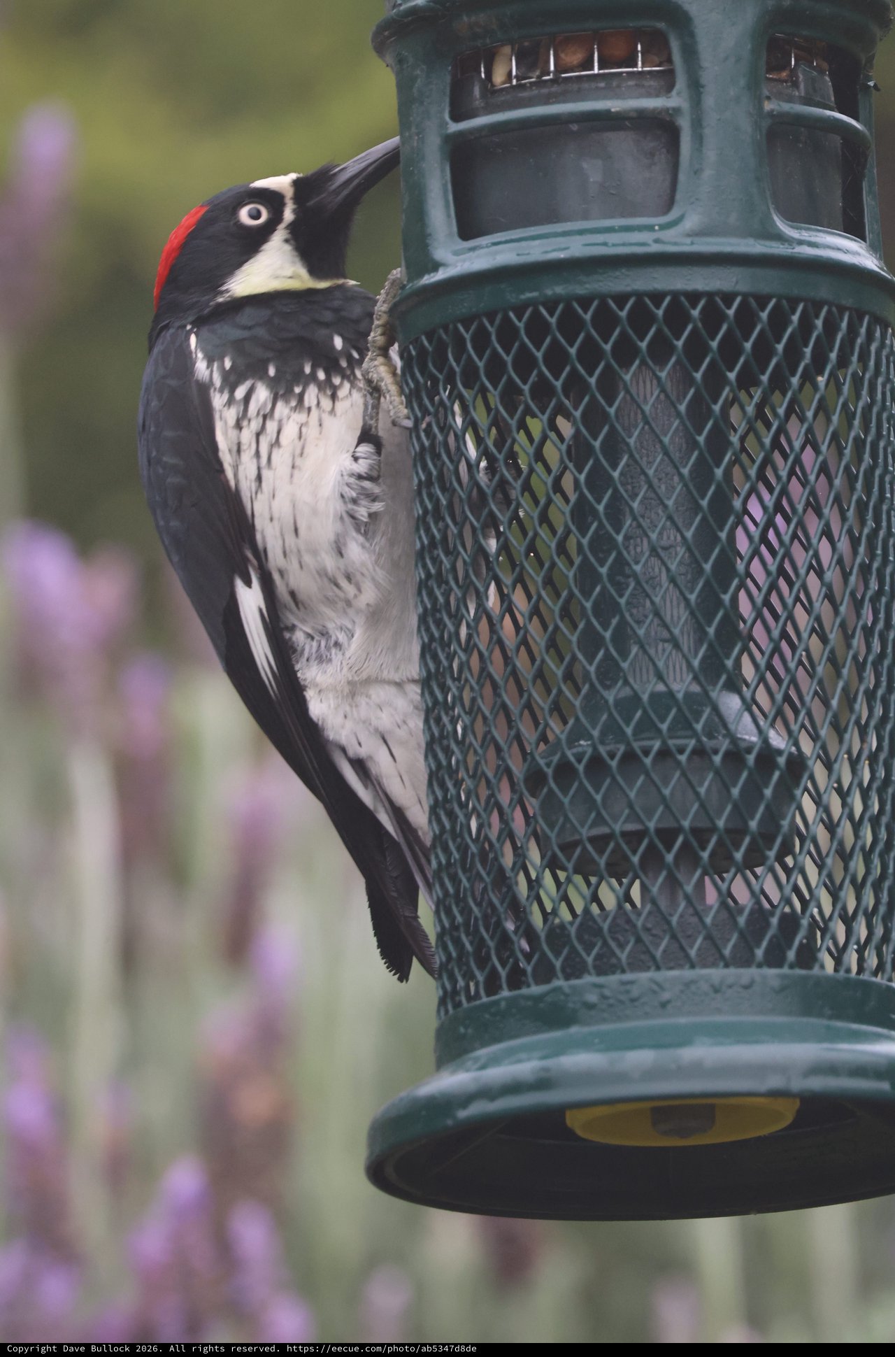 Acorn Woodpecker Feeding at Garden Bird Feeder