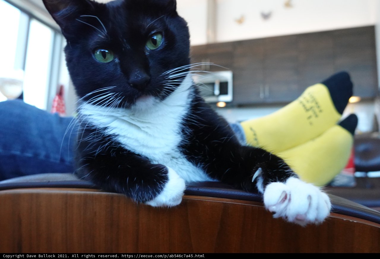 The Majestic Black and White Cat on a Chair