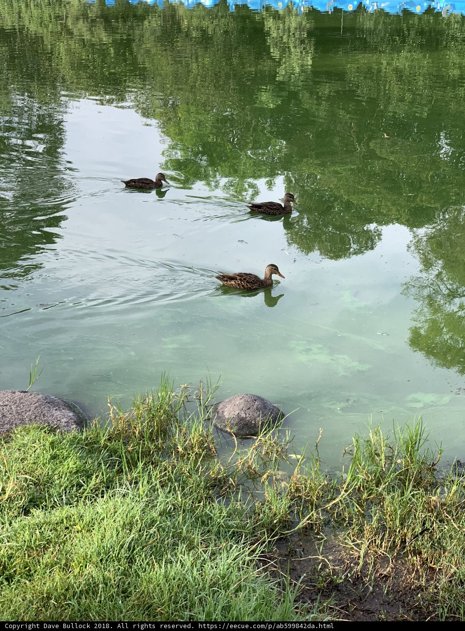 Paddle of Ducks in Tranquil Pond