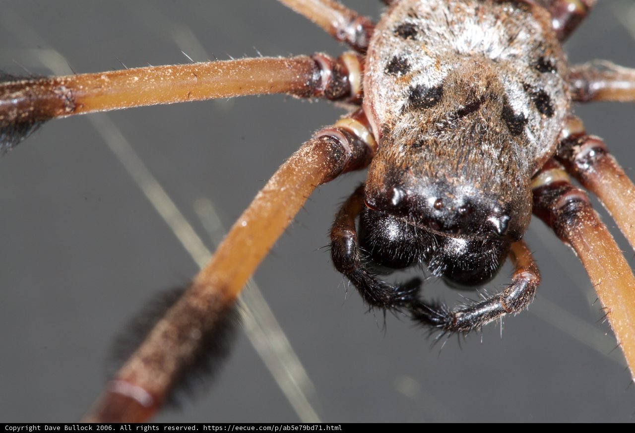 Garden Spider's Watchful Eyes