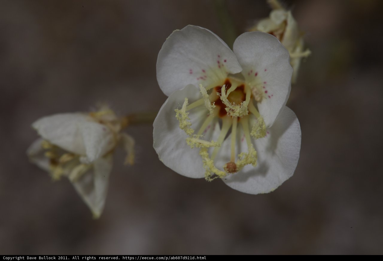 White Flower with Yellow Stamens