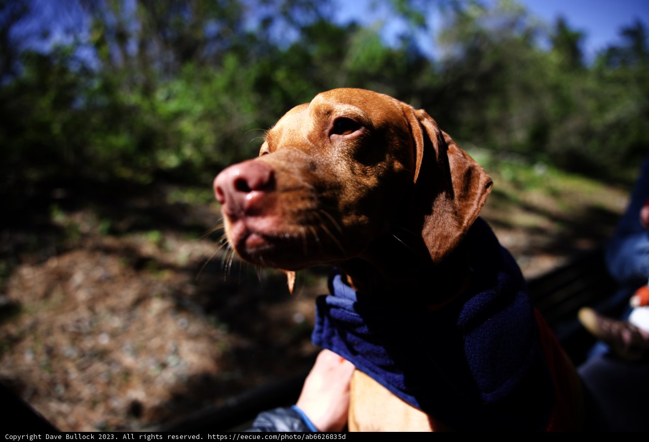 Cozy Canine Companion at Tilden Park