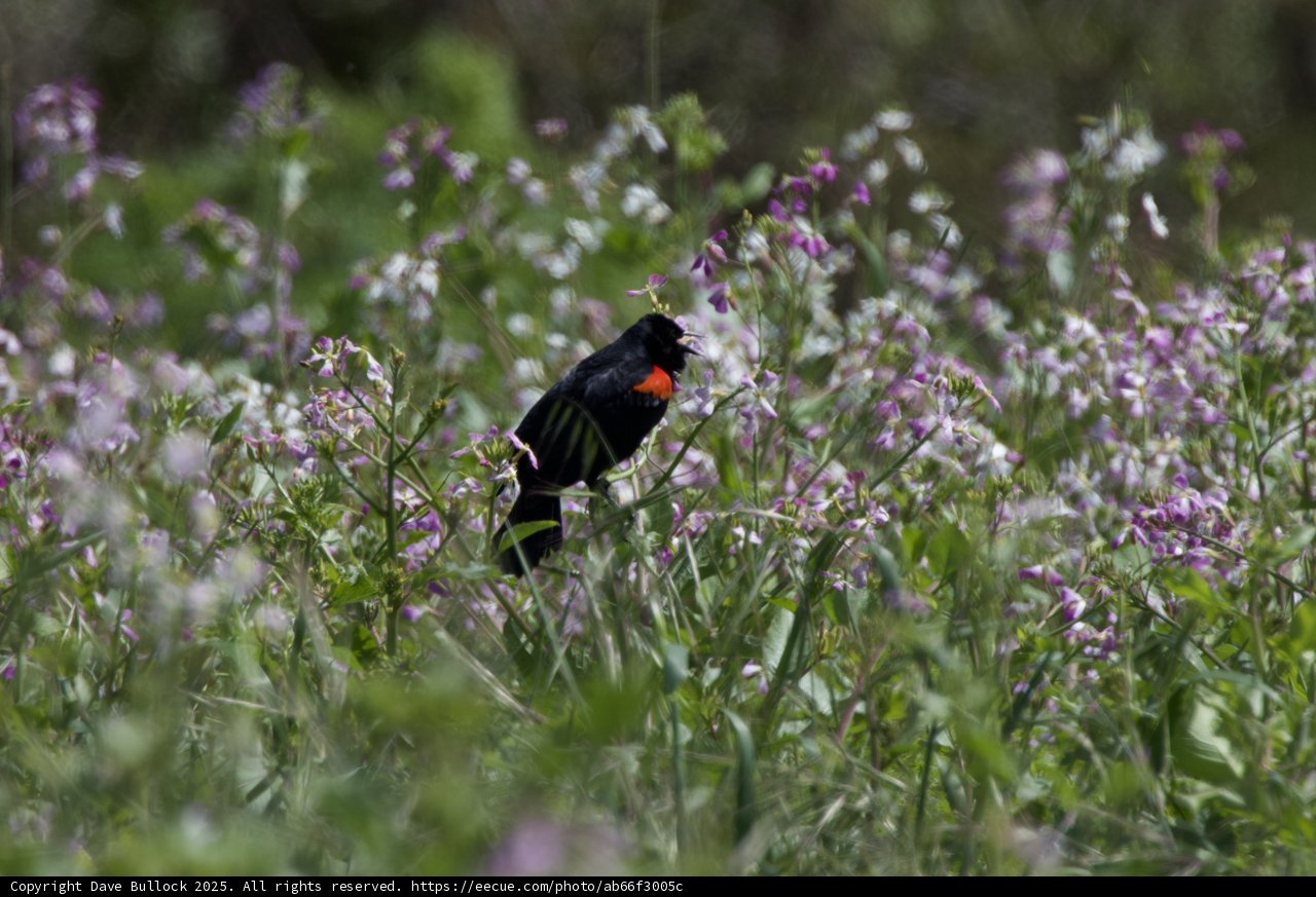 Serenity in the Wildflower Meadow