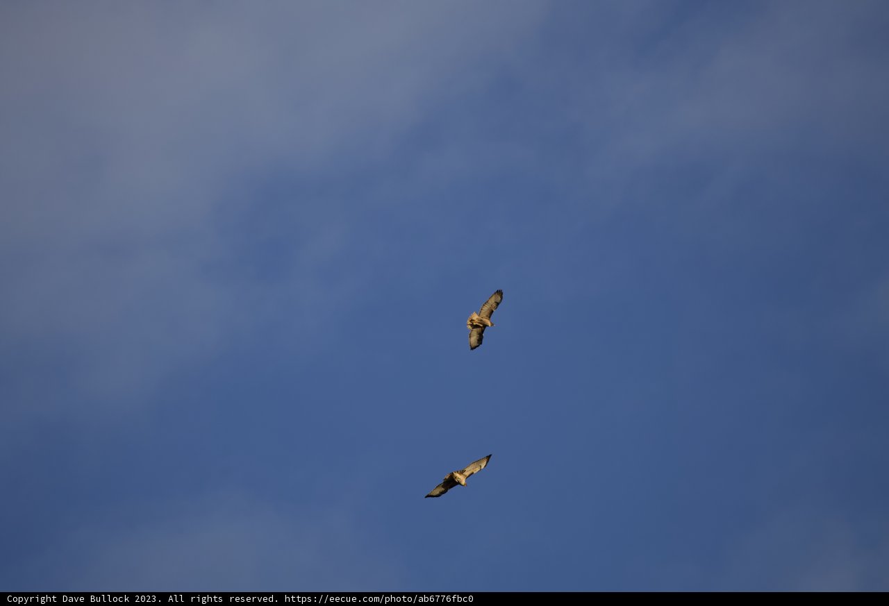 Sky Dancers: Duel of the Vultures