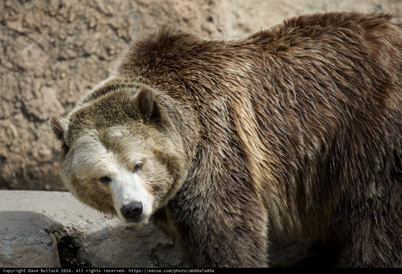 Majestic Brown Bear at SF Zoo