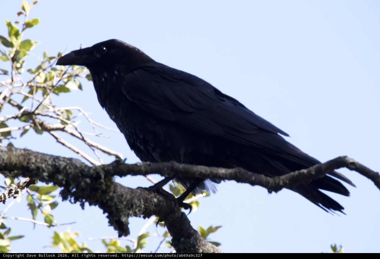 Raven Perched Regally on Ancient Oak Branch