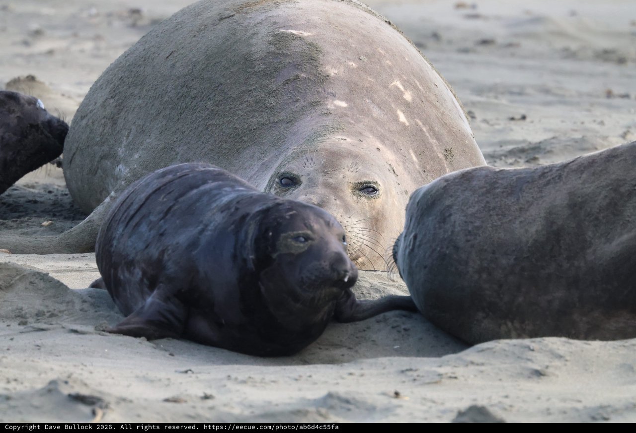 Northern Elephant Seal Mother with Nursing Pups on Beach