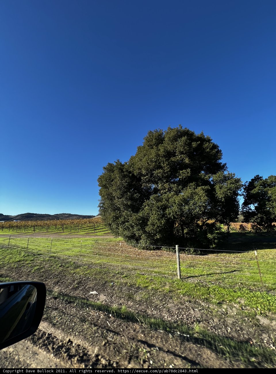 Lone Tree in the Field