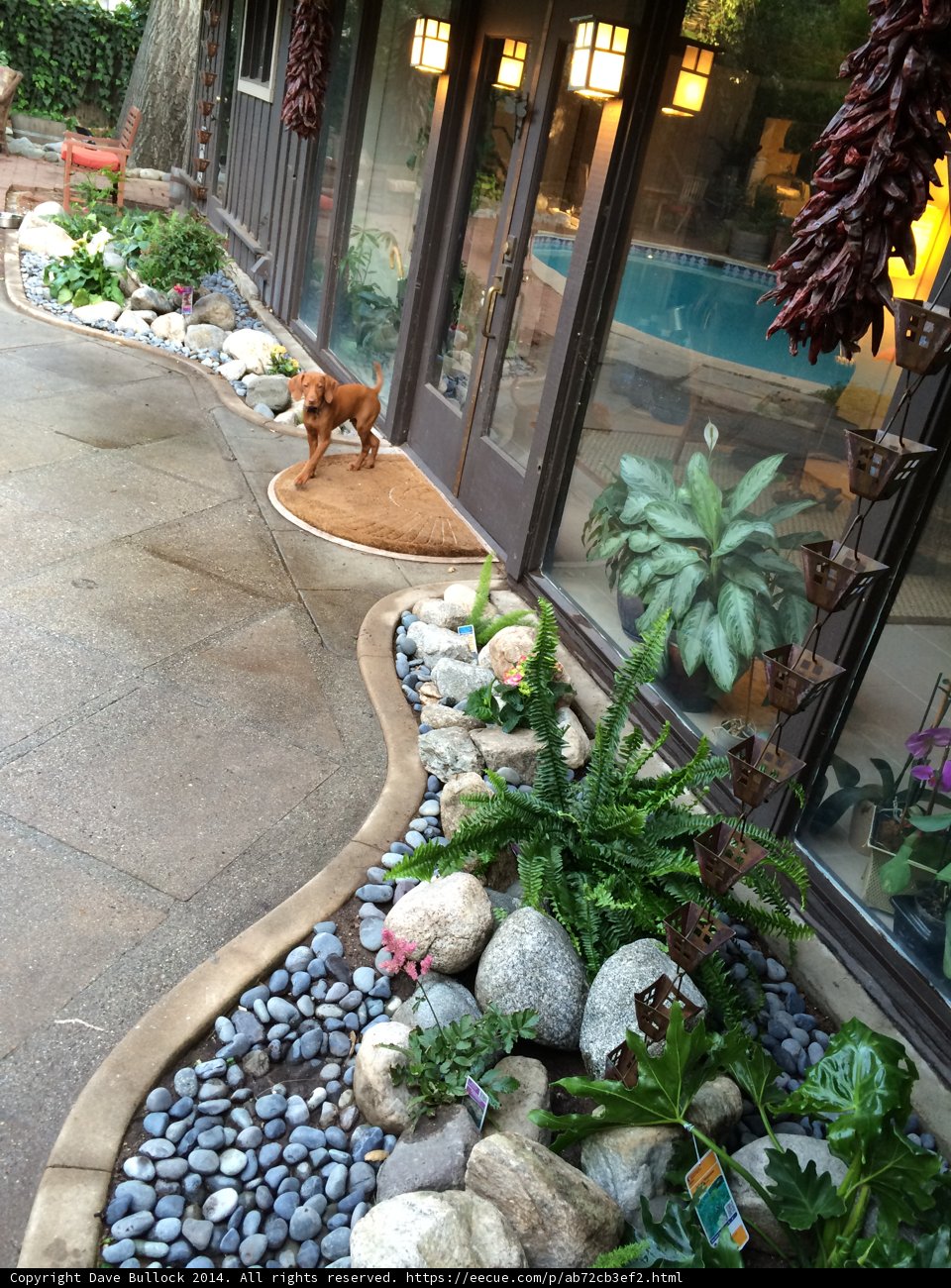 Canine at Home