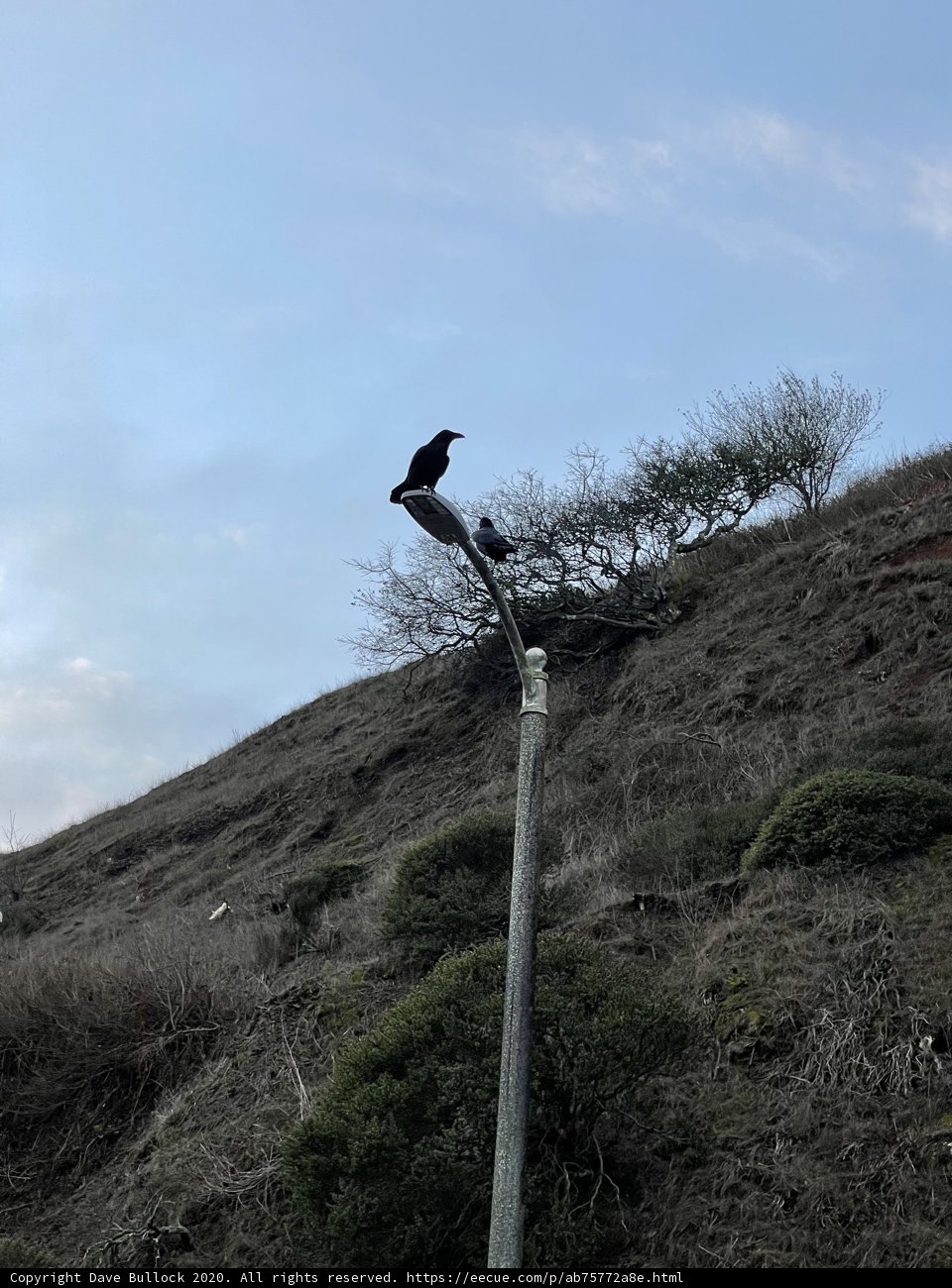 A Blackbird on a San Francisco Street Light Pole
