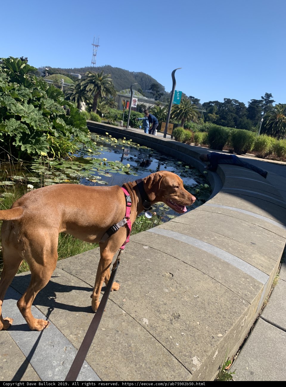 A Canine Walk