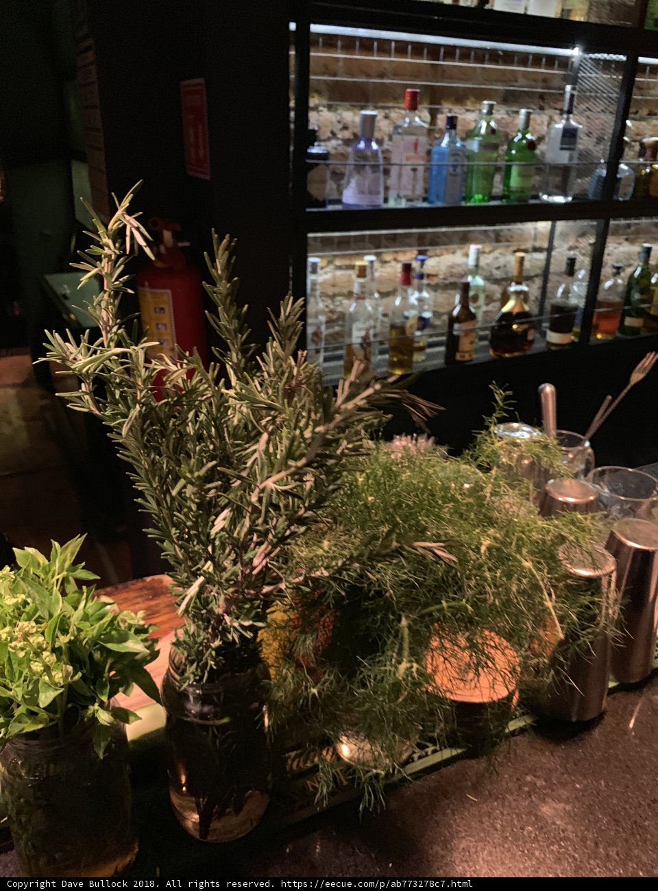 Herbal Haven in the Heart of Mexico City